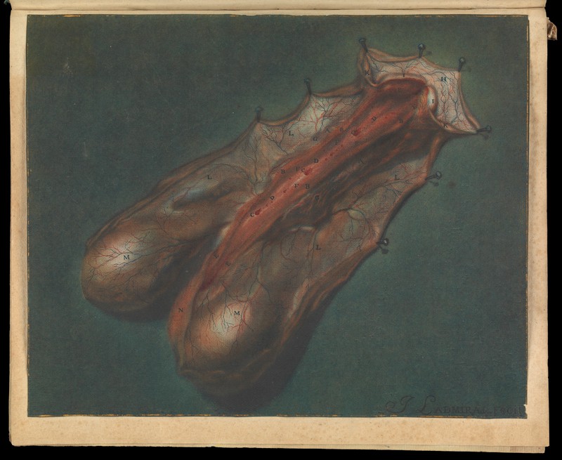 B.S. Albinus. Effigies Penis Humani.